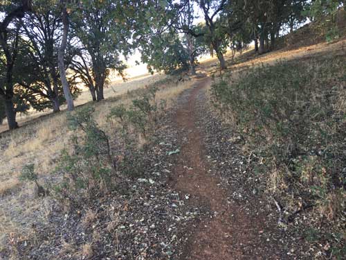 Trail through oak woodland